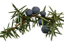 Juniper Berries Whole (1Kg) | Wholesale | Delicatezza 