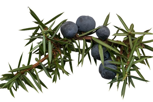 Juniper Berries Whole (1Kg) | Wholesale | Delicatezza 